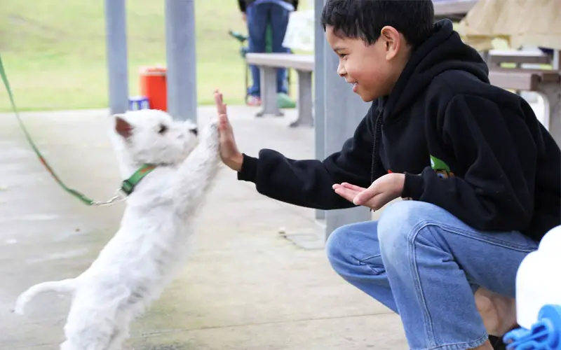 Kid-hi-fives -a-dog, Non-verbal-Communication